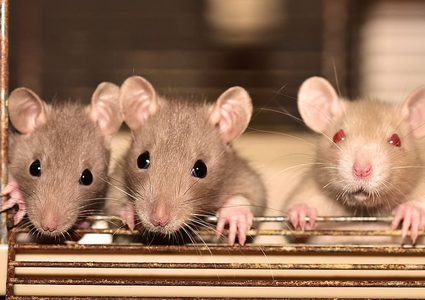 بعد وباء كورونا.. تعرفوا على أبرز الحقائق عن فيروس "هانتا"