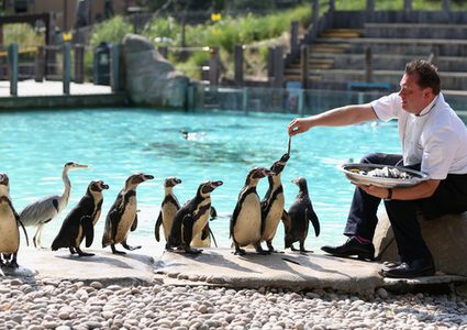 إغلاق أبواب أقدم حديقة حيوان في العالم بسبب كورونا