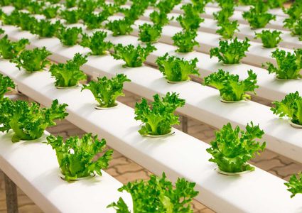 انطلاق الحملة الوطنية لزراعة الحدائق المنزلية بالخضار بطولكرم