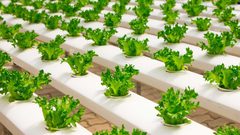 انطلاق الحملة الوطنية لزراعة الحدائق المنزلية بالخضار بطولكرم