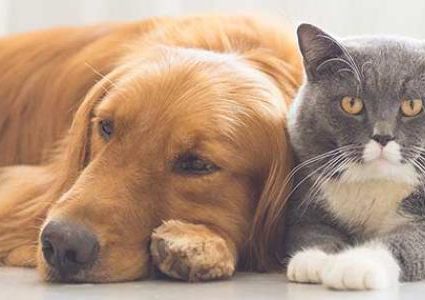 الصحة العالمية تؤكد عدم قدرة الحيوانات على نقل كورونا للإنسان