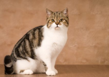 تسجيل إصابة قط لم تظهر عليه أية أعراض بفيروس كورونا