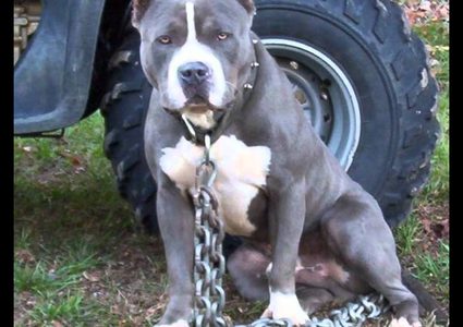 سياتل.. الشرطة توقف كلب بيتبول بعد عملية مطاردة مثيرة