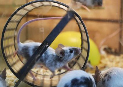 الفئران قادرة على تغيير تعابير وجهها