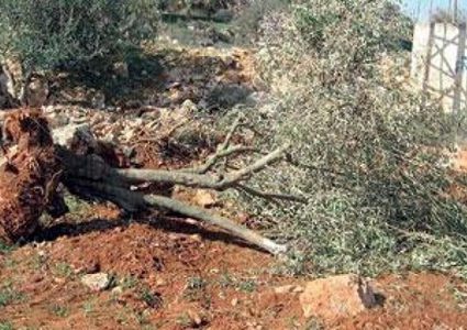 الاحتلال يسلم إخطارات بوقف البناء واقتلاع أشجار في الأغوار