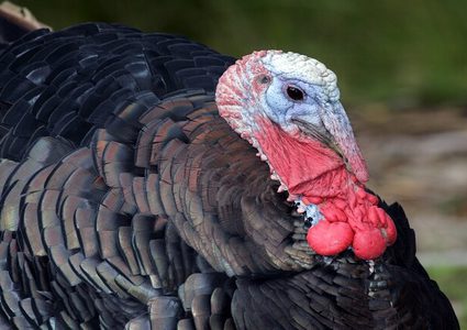 ديك رومي مصاب بإنفلونزا الطيور في الولايات المتحدة..