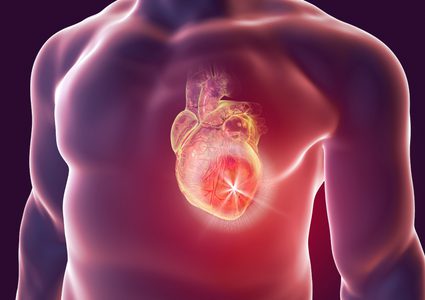 ما هو تأثير الفيروسات على عضلة القلب ؟