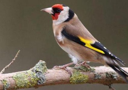 رصد نحو 9 آلاف طائر من شرفات المنازل في فلسطين خلال اسبوع