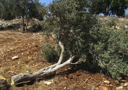 نيمار ولاوتارو في مقدمة خطة برشلونة للميركاتو