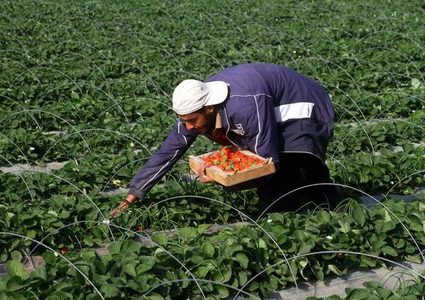 الزراعة بغزة تقدم مساعدات عاجلة للقطاع الحيوي في ظل أزمة"كورونا"