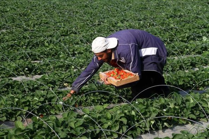 الزراعة بغزة تقدم مساعدات عاجلة للقطاع الحيوي في ظل أزمة"كورونا"