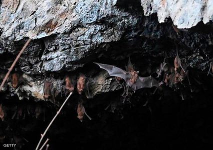 علماء: الخفافيش خزانات طبيعية للفيروسات التي تصيب البشر