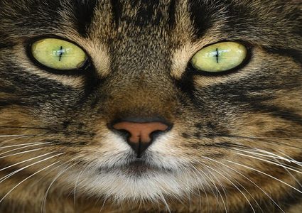 القطط حيوانات "مثالية" لاختبار لقاحات مضادة لفيروس كورونا