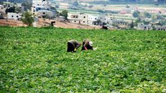 العطاري:لدينا مخزون زراعي يكفي لـ6 أشهر ولن نسمح باستغلال المواطن