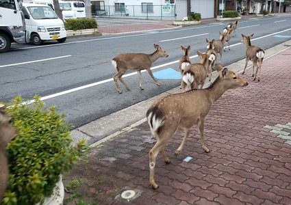شاهد الغزلان تتجول في شوارع باريس في زمن الكورونا