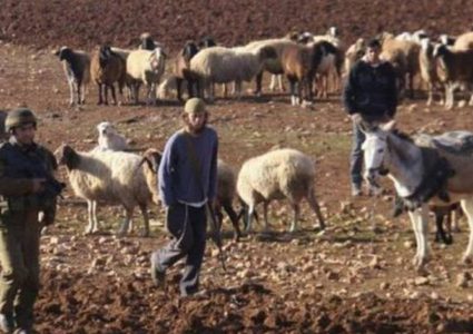 أبقار المستوطنين ترعى محاصيل المواطنين في الأغوار الشمالية