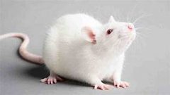 لقاح كورونا يحقق نجاحا على فئران التجارب