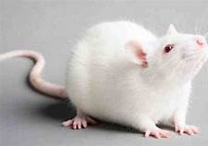 لقاح كورونا يحقق نجاحا على فئران التجارب