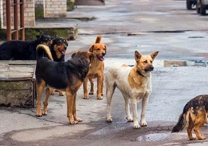 دراسة: الكلاب الضالة هي التي نقلت كورونا من الخفافيش للإنسان