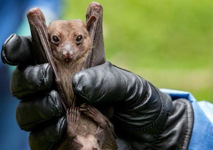 مدير مختبر خفافيش ووهان ينفي الاتهامات الامريكية بشكل قاطع