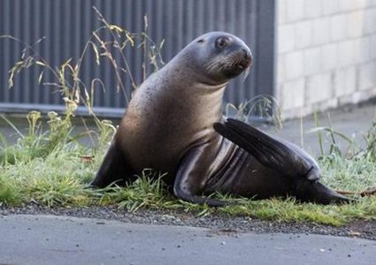 "أسود البحر" تغزو شوارع الأرجنتين في زمن كورونا