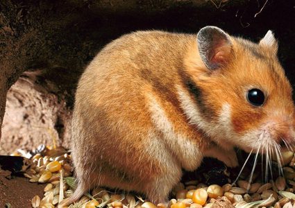 3 حيوانات تمنح الأمل للبشرية في التخلص من فيروس كورونا