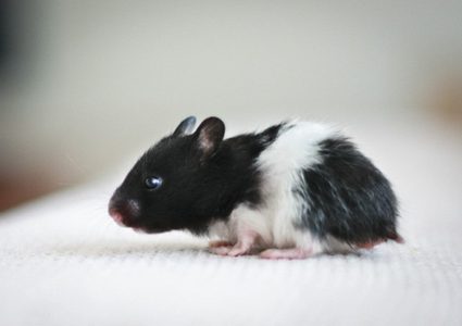 الهامستر السوري يحظى باهتمام العلماء في مختبرات القضاء على كورونا