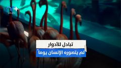 في زمن كورونا غاب الانسان .. فتنفست الطبيعة الصعداء