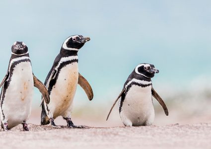 شاهدوا البطاريق تعيش المغامرات في شوارع جنوب إفريقيا