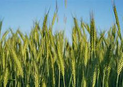 هل تستطيع دول العالم تحقيق الاكتفاء الذاتي في ظل ازمة كورونا؟