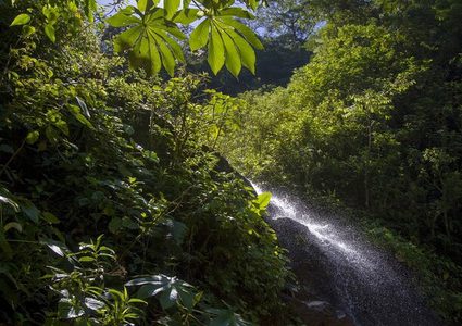 إزالة غابات هائلة في الأمازون تكشف عن هياكل بشرية عملاقة قديمة