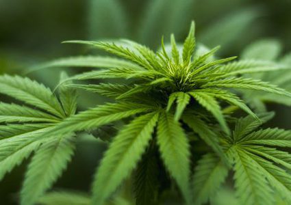 قرار يقضي بالموافقة على زراعة القنب لاغراض طبية وصناعية في لبنان