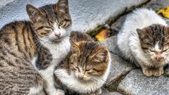 أمريكا تسجل إصابة أول حيوانين أليفين بفيروس كورونا