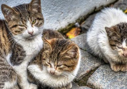 أمريكا تسجل إصابة أول حيوانين أليفين بفيروس كورونا