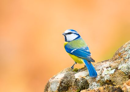 مرض غامض يفتك بالآلاف من طيور الحداد الأزرق في ألمانيا