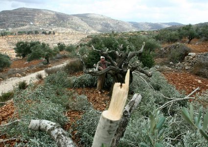 مستوطنون يقطعون 33 شجرة زيتون في بلدة الساوية
