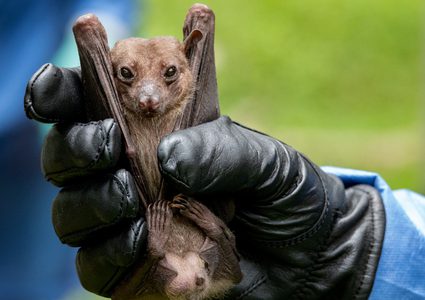 عالمة تؤكد: الخفافيش بريئة ونحن المسؤولون عن نشر كورونا