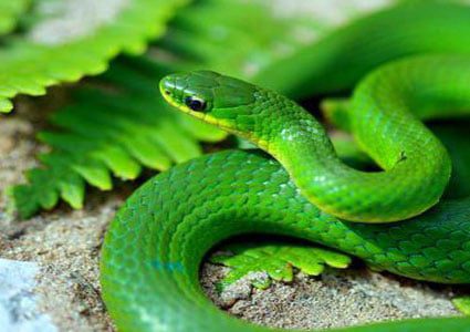 اكتشاف نوع جديد من الأفاعي السامة