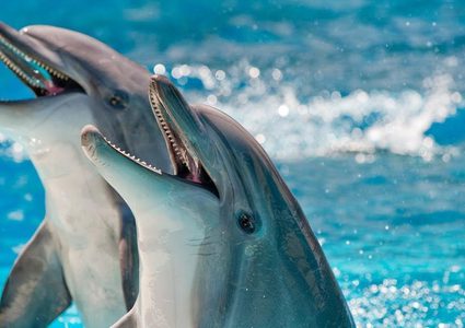 شاهد كورونا يسمح للدلافين بالسباحة في مضيق البسفور