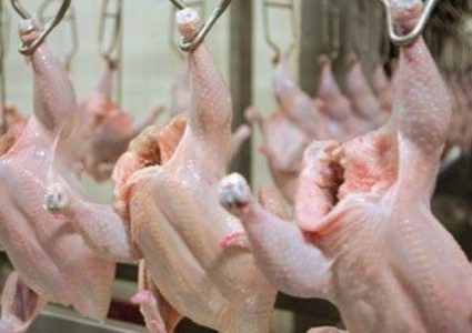 إتلاف 360 كيلوغراما من لحوم دواجن غير صالحة للاستهلاك في طولكرم