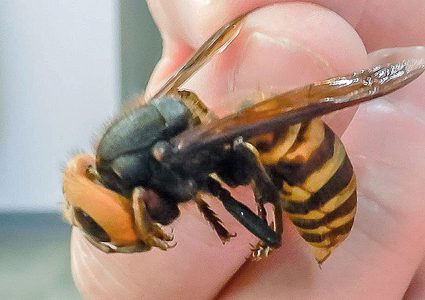 للمرة الأولى.. دبابير القتل تغزو الولايات المتحدة