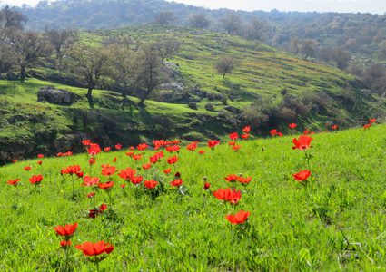 الطقس: اجواء ربيعية اليوم ومنخفض جوي غدا
