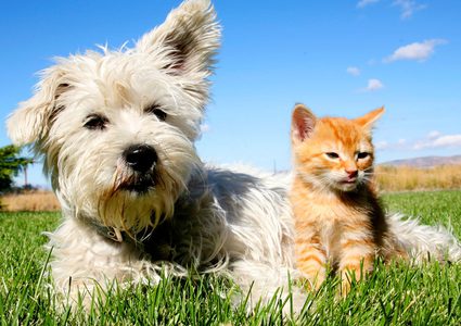 محتالون يستغلون أزمة كورونا لخداع محبي الحيوانات