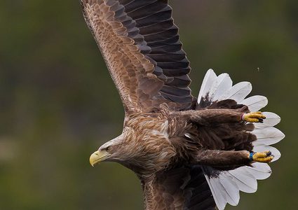 أكبر طائر جارح في بريطانيا يعود إلى السماء الانجليزية