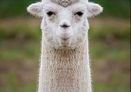 ما علاقة حيوان اللاما في علاج وباء كورونا ؟