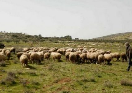 مستوطنون يعتدون على مواطن ويسرقون أغنامه شمال نابلس