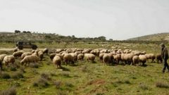 مستوطنون يعتدون على مواطن ويسرقون أغنامه شمال نابلس