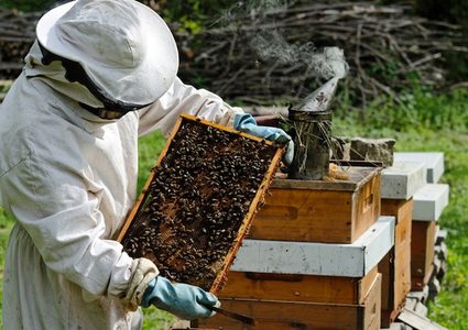 قرار بمنع استيراد أو ادخال عسل النحل الى غزة