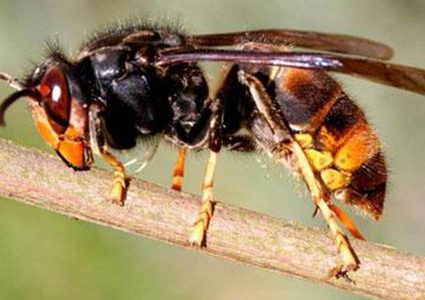 شاهد حشرة "فرس النبي" تتغلب على الدبور العملاق