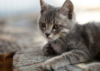 إسبانيا.. وفاة أول قط بفيروس كورونا المستجد